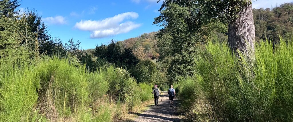 wandern im westerwald
druidensteig