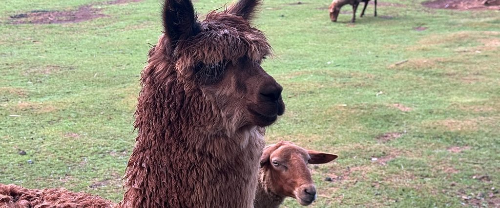 Alpaka und Schaf im Wildpark Bad Marienberg