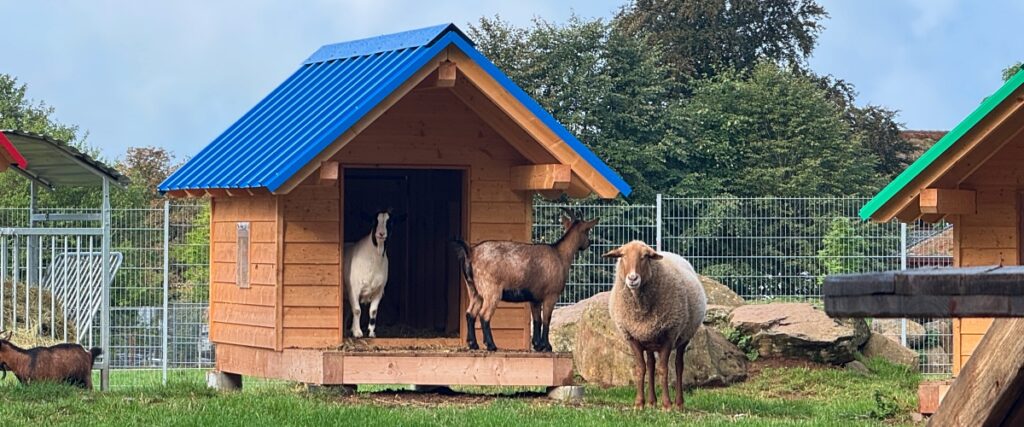 Ausflugsziele Westerwald Bad Marienberg Wildpark